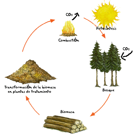 Ciclo de la biomasa